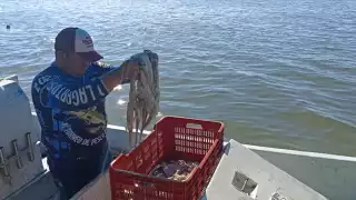 Desde las 4:00 horas, pescadores de todo el estado zarparon para conseguir el preciado molusco