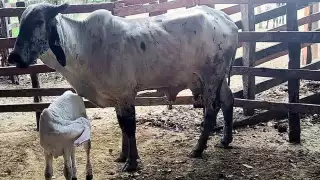 Vicente Guerrero del Rivero hace un llamado para recuperar dos vacas robadas