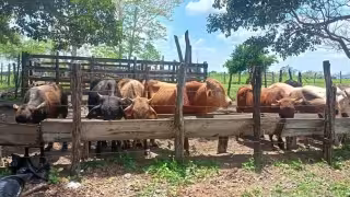 Roban más de 10 reses en Candelaria; ganaderos denuncian abigeato