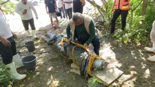 Durante las mediciones se determinó que Huacho mide más de tres metros y pesa entre 300 a 400 kilogramos