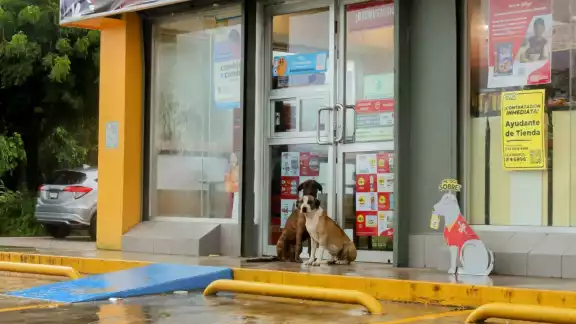 Los más de 30 mil animales callejeros en Chetumal presentan un problema para la ciudad.