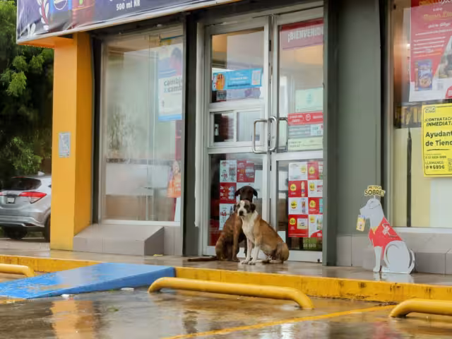 Los más de 30 mil animales callejeros en Chetumal presentan un problema para la ciudad.