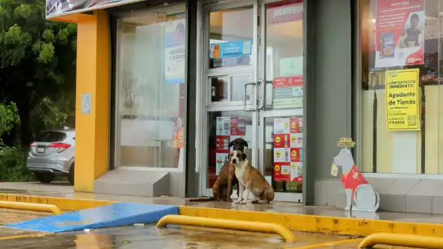 Los más de 30 mil animales callejeros en Chetumal presentan un problema para la ciudad.