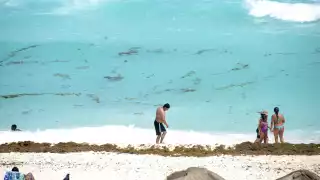 Recolectan más de 800 toneladas de sargazo en playas de Cancún