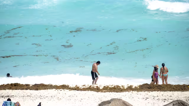 Según el titular de la red de monitoreo, para la actual temporada se prevé un aumento del 30% respecto a la cifra alcanzada el año pasado.