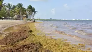 Sector privado invierte 300 mdd para combatir el sargazo en la Riviera Maya