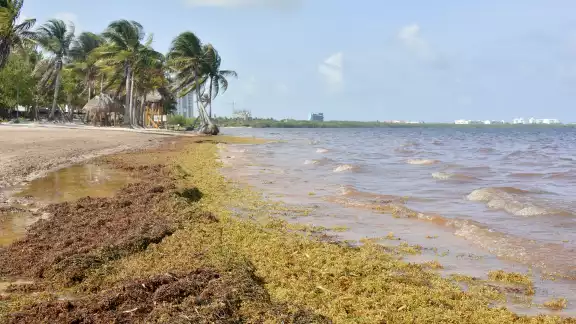 Se estima la llegada de 80,000 toneladas de sargazo Se estima la llegada de 80,000 toneladas de sargazo