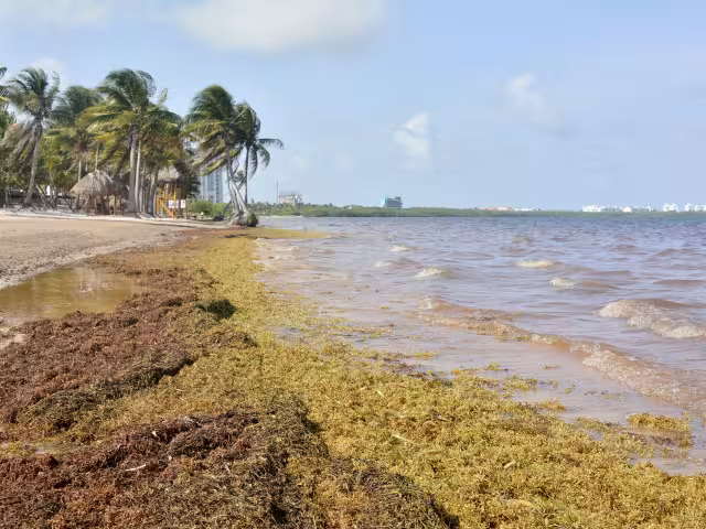 Se estima la llegada de 80,000 toneladas de sargazo