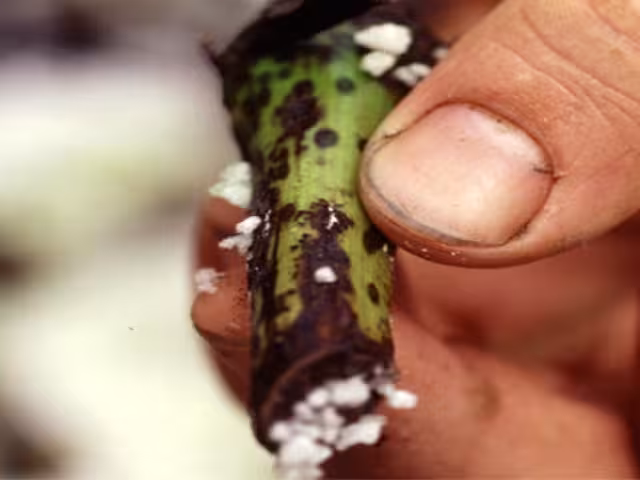 Tratar con el hongo fusarium es una prioridad urgente