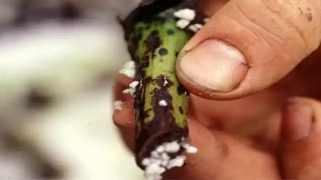 Tratar con el hongo fusarium es una prioridad urgente