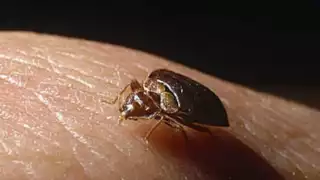 Chagas, una enfermedad silenciosa pero mortal; alertan médicos de Campeche