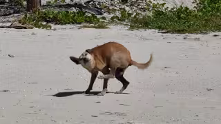Calor dispara plaga de garrapatas y pulgas en Ciudad del Carmen; advierten riesgos para mascotas