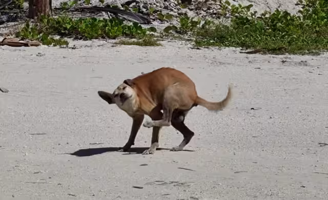 Aumentan garrapatas y pulgas con la llegada del calor.Aumentan garrapatas y pulgas con la llegada del calor.