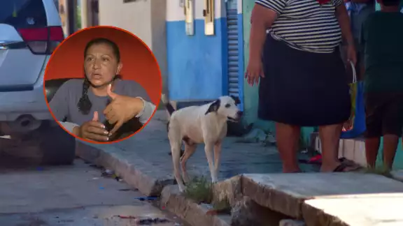 Un perro en Chiná presenta lesiones graves por infestación de gusano barrenador y permanece libre en el poblado.