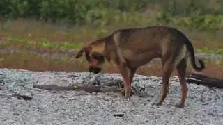 Perros callejeros "amenazan" existencia del ave charrán en el puerto Industrial de Ciudad del Carmen 