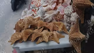 Comerciantes ofrecen estrellas de mar disecadas entre 80 y 100 pesos, mientras que algunos vendedores aseguran que adquieren ejemplares que quedaron atrapados en redes de pesca