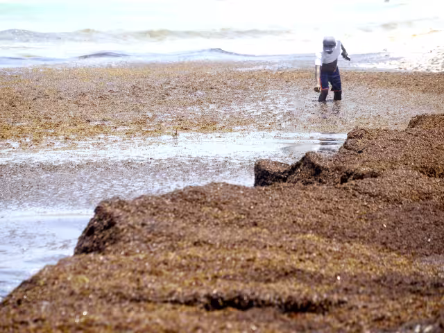 Quintana Roo enfrenta en los últimos días un arribo masivo de la planta acuática. (