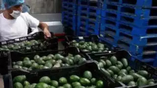 México propone inspección nacional para exportación de aguacate y mango a EU