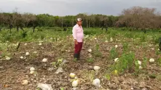 FIDA alerta por impacto de aranceles de EU en alimentos, quedando México, entre los más afectados