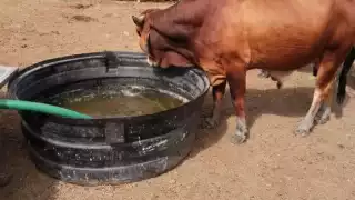 Ganaderos previenen temporada de sequía en Chetumal y Q. Roo