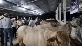 Ganadería, cultura y música: Del 1 al 8 de diciembre, Expo Feria Ganadera en Champotón