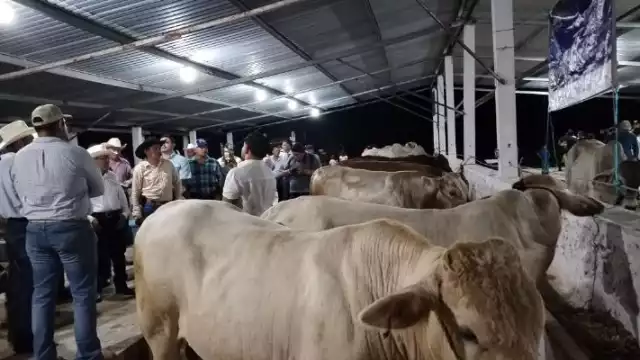 Tradición y fiesta en la Expo Ganadera de Champotón 2025