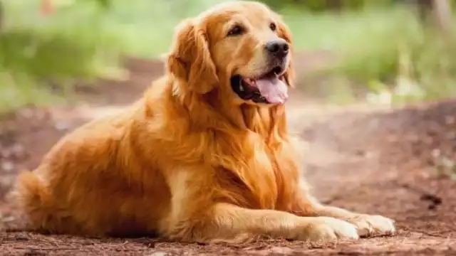 Los perros y gatos tienen su propia CURP para protegerlos.