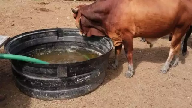 Ganaderos se preparan para prevenir sequía en la próxima temporada de estiaje.