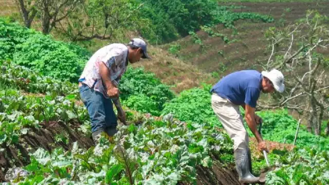 La economía de México creció 1% en el tercer trimestre de 2024 gracias al impulso del sector agropecuario