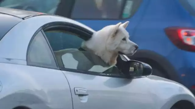 El Congreso de Veracruz aprobó por unanimidad la reforma federal que prohíbe el maltrato animal