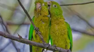 Se acaba el tiempo para el loro yucateco:  9 de cada 10 ejemplares capturados mueren    