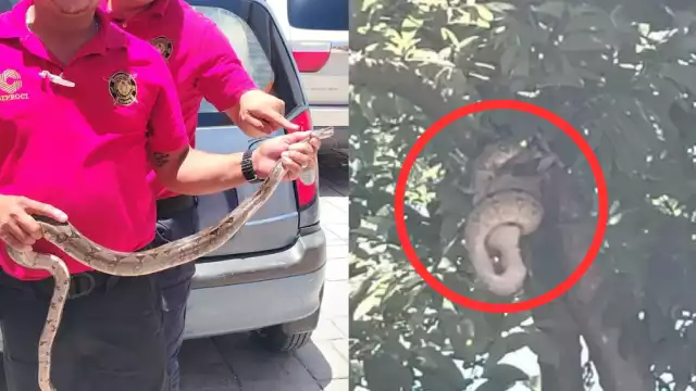 La presencia de serpientes en Campeche ha aumentado notablemente tras las recientes lluvias.