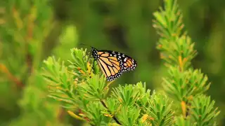 Visita de mariposas monarcas sorprende al Caribe Mexicano