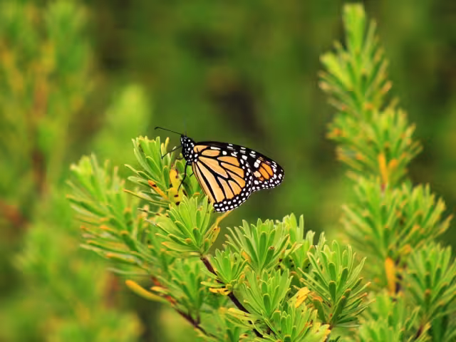 Activistas destacaron que la falta de información, así como el uso indiscriminado de pesticidas, amenazan este hallazgo de importancia internacional. (