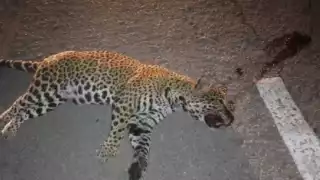 Playa del Carmen implementará ambulancia para mascotas y fauna silvestre