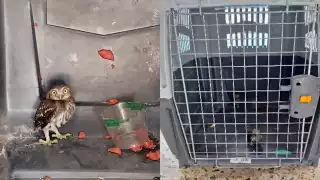 Rescatan a dos crías de tecolote bajeño del calor extremo en Campeche    