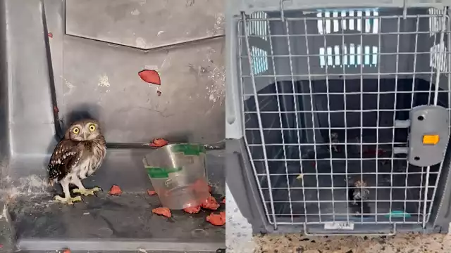 Profepa rescata dos tecolotes en Campeche; la ola de calor afecta a la fauna