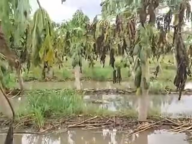 Un prolongado aguacero ha inundado un huerto de 120 hectáreas de Papaya Maradol