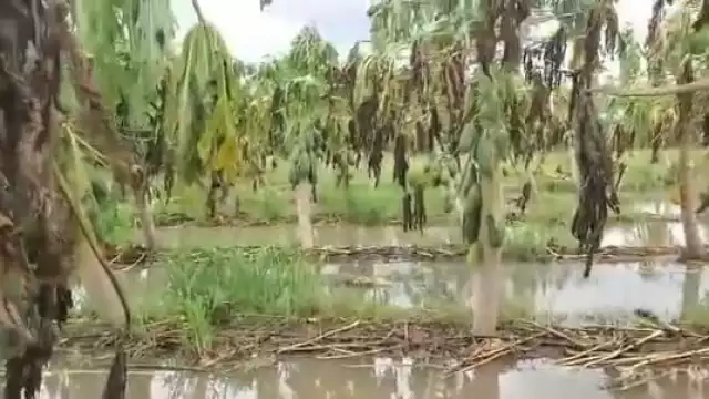 Un prolongado aguacero ha inundado un huerto de 120 hectáreas de Papaya Maradol
