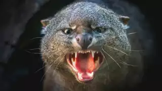 Cámaras trampa en Yucatán captan el comportamiento del jaguarundi en la naturaleza