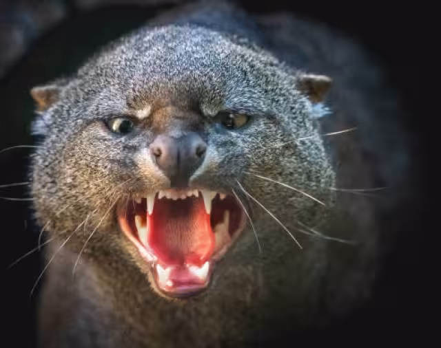 Aunque es sumamente raro de avistar, se distribuye en prácticamente todo el territorio nacional