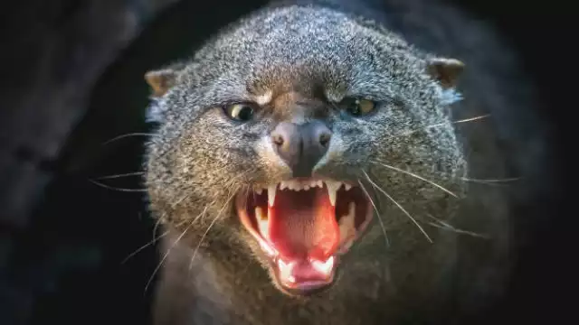 Aunque es sumamente raro de avistar, se distribuye en prácticamente todo el territorio nacional