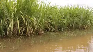 Postergan inicio de zafra 2024-2025