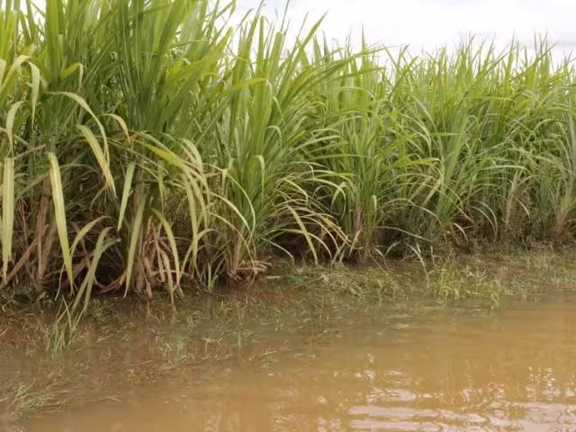 Postergan temporada de zafra de 2024-2025.