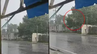 Vecinos de Escárcega denuncian riesgo de explosión por árbol que toca cables eléctricos   