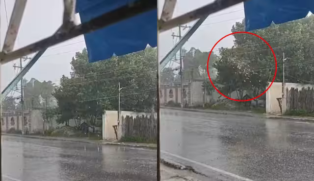El árbol de uva de mar representa un peligro constante en la colonia Emiliano Zapata.