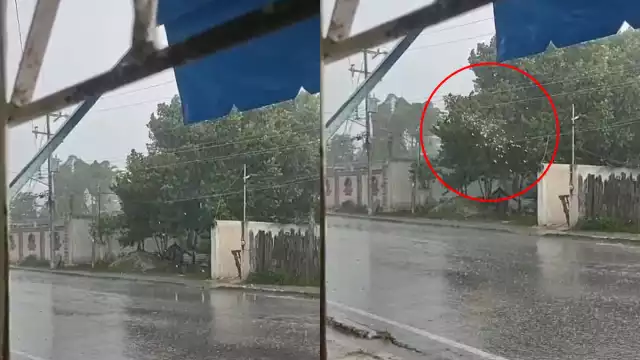 El árbol de uva de mar representa un peligro constante en la colonia Emiliano Zapata.