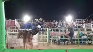 Jaripeo en Bécal deja dos jinetes lesionados