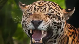 Alertan por ataques de jaguares cerca de  viviendas de Mahahual