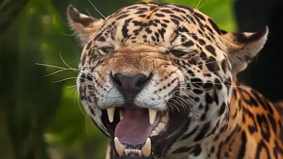 Debido al peligro que enfrentan los habitantes, deben tomar medidas para no ser atacados